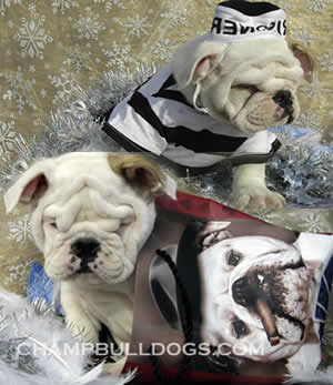 white English Bulldog